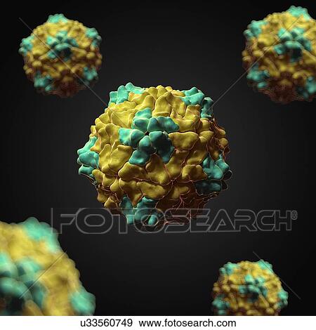 Ryegrass mottle virus, artwork View Large Illustration Stock Illustration - Ryegrass mottle virus, artwork. Fotosearch