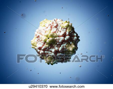 Ryegrass mottle virus particle, artwork View Large Illustration Clipart - Ryegrass mottle virus particle, artwork. Fotosearch