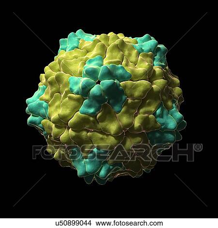 Stock Illustration - Ryegrass mottle virus particle, artwork. Fotosearch