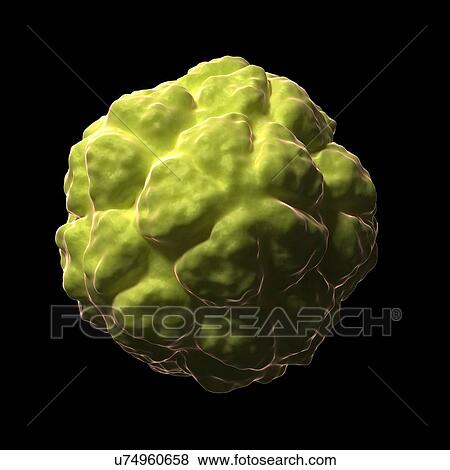 Satellite tobacco necrosis virus, artwork View Large Illustration Stock Illustration - Satellite tobacco necrosis virus, artwork. Fotosearch