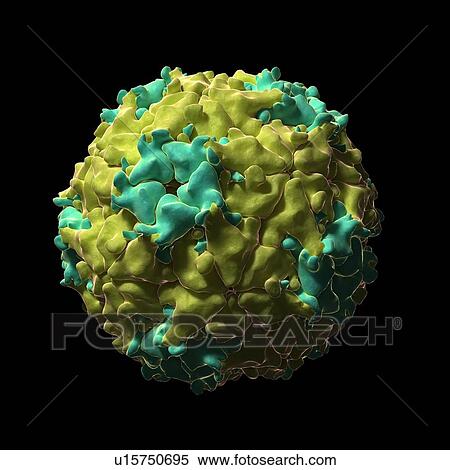 Stock Illustration - Seneca Valley virus particle, artwork. Fotosearch