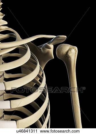 Shoulder bones, artwork View Large Illustration Clip Art - Shoulder bones, artwork. Fotosearch
