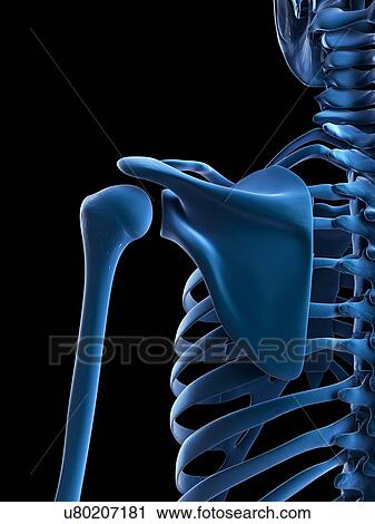 Shoulder bones, artwork View Large Illustration Clip Art - Shoulder bones, artwork. Fotosearch