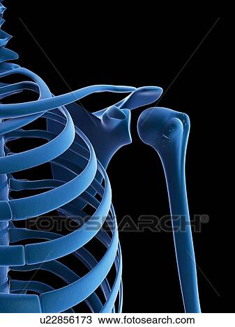 Shoulder bones, artwork View Large Illustration Drawing - Shoulder bones, artwork. Fotosearch