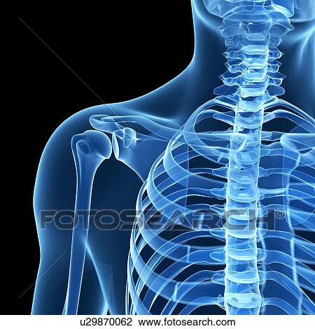 Drawing - Shoulder bones, artwork. Fotosearch