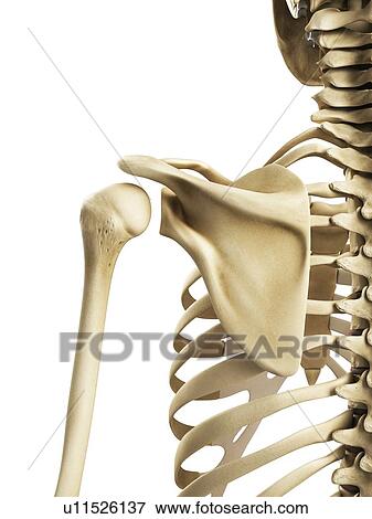 Shoulder bones, artwork View Large Illustration Stock Illustration - Shoulder bones, artwork. Fotosearch