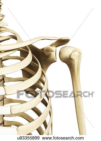 Shoulder bones, artwork View Large Illustration Stock Illustration - Shoulder bones, artwork. Fotosearch