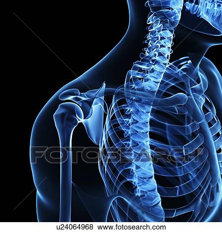 Shoulder joint, artwork View Large Illustration Stock Illustration - Shoulder joint, artwork. Fotosearch
