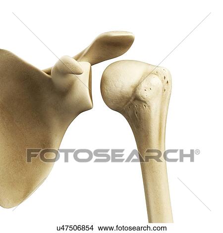 Stock Illustration - Shoulder joint, artwork. Fotosearch