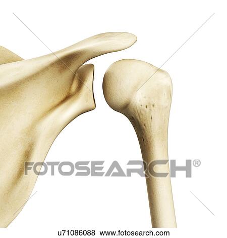Shoulder joint, artwork View Large Illustration Stock Illustration - Shoulder joint, artwork. Fotosearch
