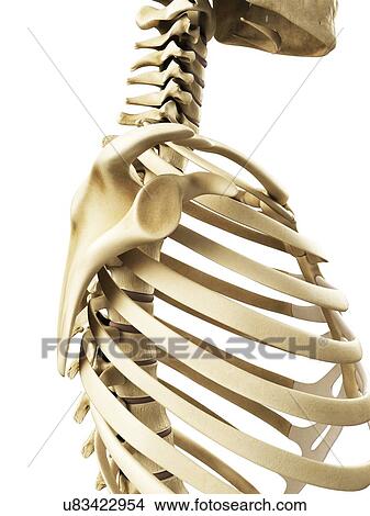 Shoulder joint, artwork View Large Illustration Stock Illustration - Shoulder joint, artwork. Fotosearch