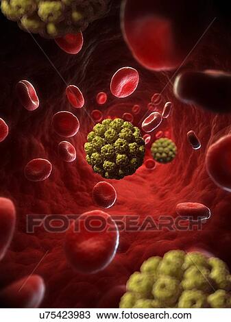 Simian virus 40, artwork View Large Illustration Drawing - Simian virus 40, artwork. Fotosearch