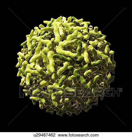 Drawing - Sindbis virus particle, artwork. Fotosearch
