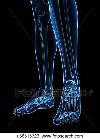 Drawing - Skeletal feet, artwork. Fotosearch