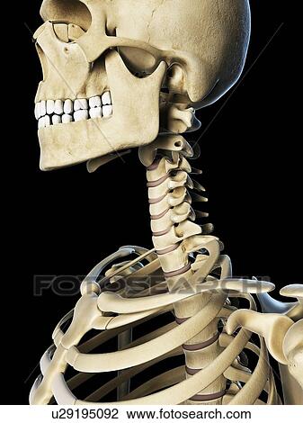 Skull and cervical spine, artwork View Large Illustration Drawing - Skull and cervical spine, artwork. Fotosearch