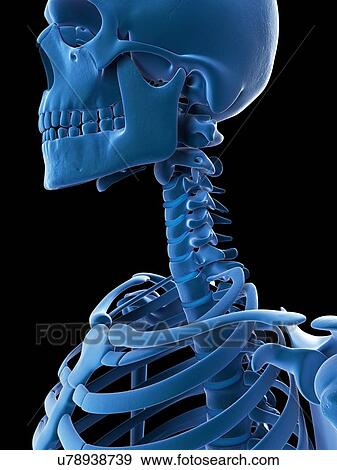 Skull and cervical spine, artwork View Large Illustration Stock Illustration - Skull and cervical spine, artwork. Fotosearch