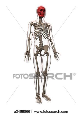 Skull, artwork View Large Illustration Clip Art - Skull, artwork. Fotosearch