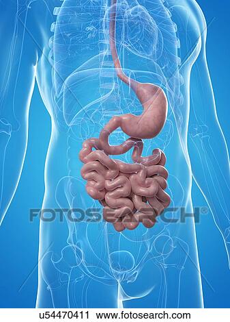 Small intestine and stomach, artwork View Large Illustration Clip Art - Small intestine and stomach, artwork. Fotosearch
