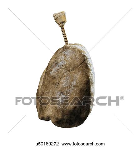 Drawing - Smoker's lungs, artwork. Fotosearch