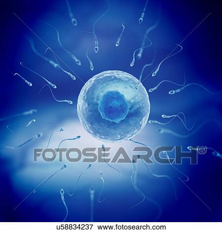 Sperm and egg cell, artwork View Large Illustration Stock Illustration - Sperm and egg cell, artwork. Fotosearch