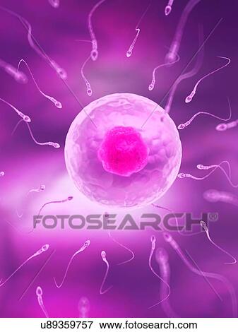 Sperm and egg cell, artwork View Large Illustration Stock Illustration - Sperm and egg cell, artwork. Fotosearch