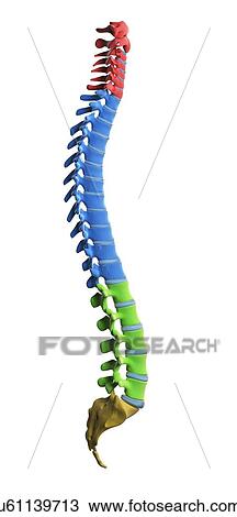 Spine anatomy, artwork View Large Illustration Drawing - Spine anatomy, artwork. Fotosearch