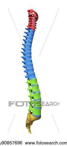 Spine anatomy, artwork View Large Illustration Stock Illustration - Spine anatomy, artwork. Fotosearch