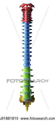 Stock Illustration - Spine anatomy, artwork. Fotosearch