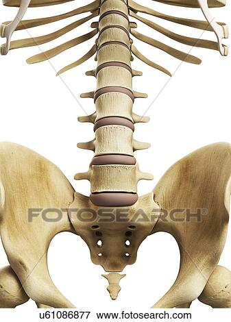Spine and sacrum, artwork View Large Illustration Stock Illustration - Spine and sacrum, artwork. Fotosearch