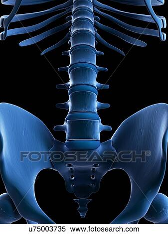 Stock Illustration - Spine and sacrum, artwork. Fotosearch