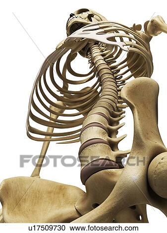 Clipart - Spine and thorax, artwork. Fotosearch