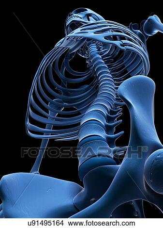 Spine and thorax, artwork View Large Illustration Stock Illustration - Spine and thorax, artwork. Fotosearch