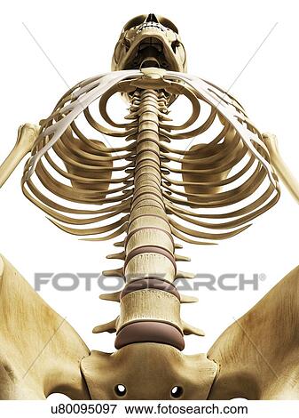 Spine, artwork View Large Illustration Stock Illustration - Spine, artwork. Fotosearch