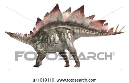 Stegosaurus dinosaur, artwork View Large Illustration Stock Illustration - Stegosaurus dinosaur, artwork. Fotosearch