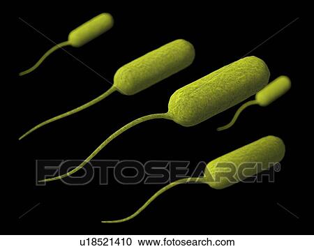 Stenotrophomonas, artwork View Large Illustration Clipart - Stenotrophomonas, artwork. Fotosearch