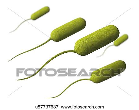 Stock Illustration - Stenotrophomonas, artwork. Fotosearch