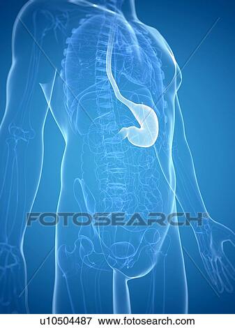 Stock Illustration - Stomach, artwork. Fotosearch