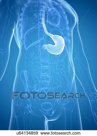 Stomach, artwork View Large Illustration Stock Illustration - Stomach, artwork. Fotosearch