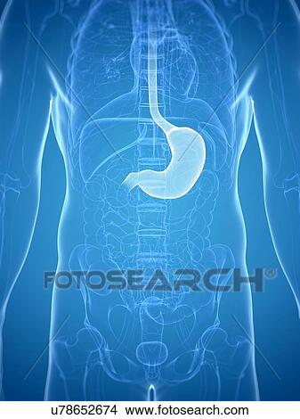 Stomach, artwork View Large Illustration Stock Illustration - Stomach, artwork. Fotosearch