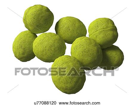 Streptococcus, artwork View Large Illustration Clipart - Streptococcus, artwork. Fotosearch