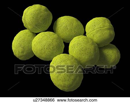 Streptococcus, artwork View Large Illustration Stock Illustration - Streptococcus, artwork. Fotosearch