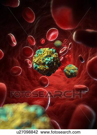 Drawing - Swine vesicular disease virus, artwork. Fotosearch