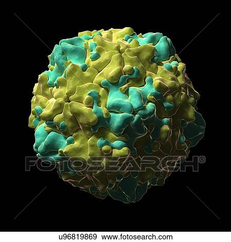 Stock Illustration - Swine vesicular disease virus, artwork. Fotosearch