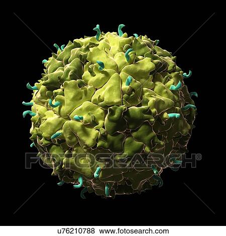 Theiler's murine encephalomyelitis virus View Large Illustration Stock Illustration - Theiler's murine encephalomyelitis virus. Fotosearch