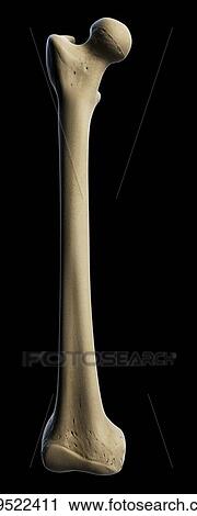Thigh bone, artwork View Large Illustration Clip Art - Thigh bone, artwork. Fotosearch