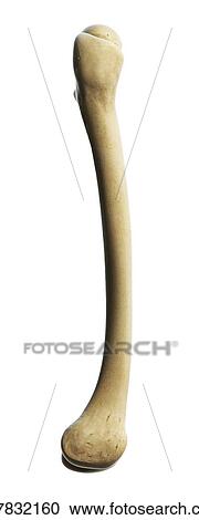 Clipart - Thigh bone, artwork. Fotosearch
