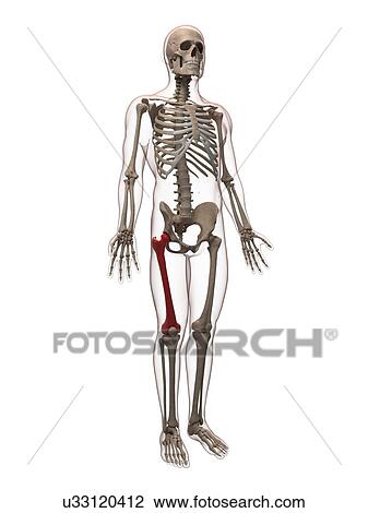Drawing - Thigh bone, artwork. Fotosearch