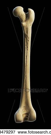Thigh bone, artwork View Large Illustration Stock Illustration - Thigh bone, artwork. Fotosearch