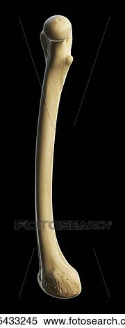 Stock Illustration - Thigh bone, artwork. Fotosearch
