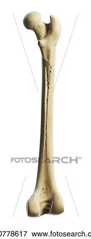 Stock Illustration - Thigh bone, artwork. Fotosearch